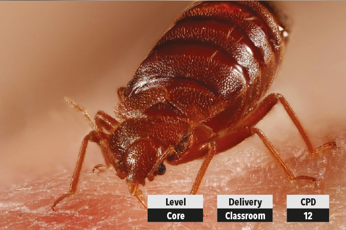 Bed bug control Bed bug control